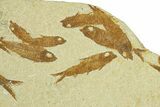 Fossil Fish (Knightia) Mortality Plate - Wyoming #295601-2